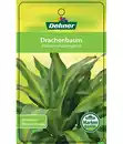 Bild 3 von Drachenbaum - Dracaena fragrans 'Massangeana', Karussell