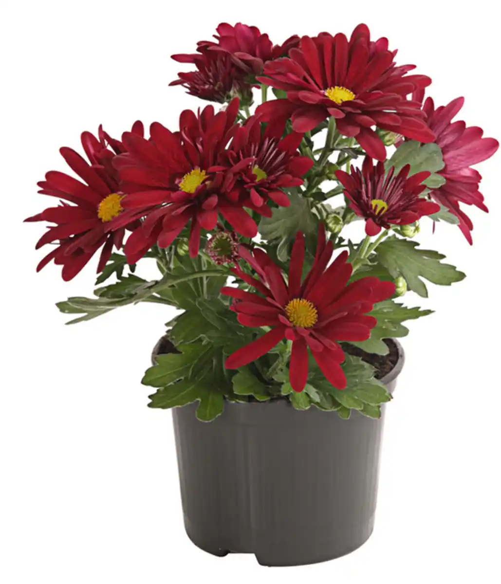 Bild 1 von Topf-Chrysantheme, verschiedene Farben