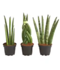 Mini Bogenhanf-Set - Sansevieria cylindrica, 3-teilig