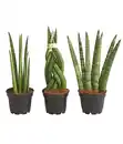 Bild 1 von Mini Bogenhanf-Set - Sansevieria cylindrica, 3-teilig