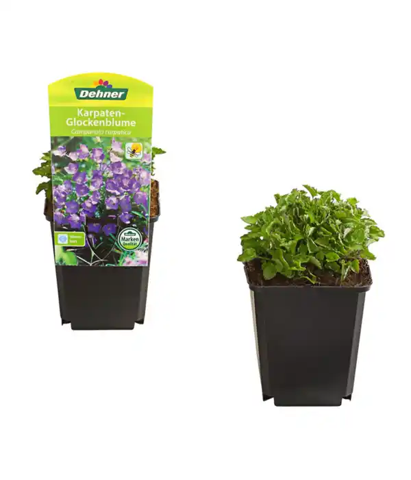 Bild 2 von Karpaten-Glockenblume