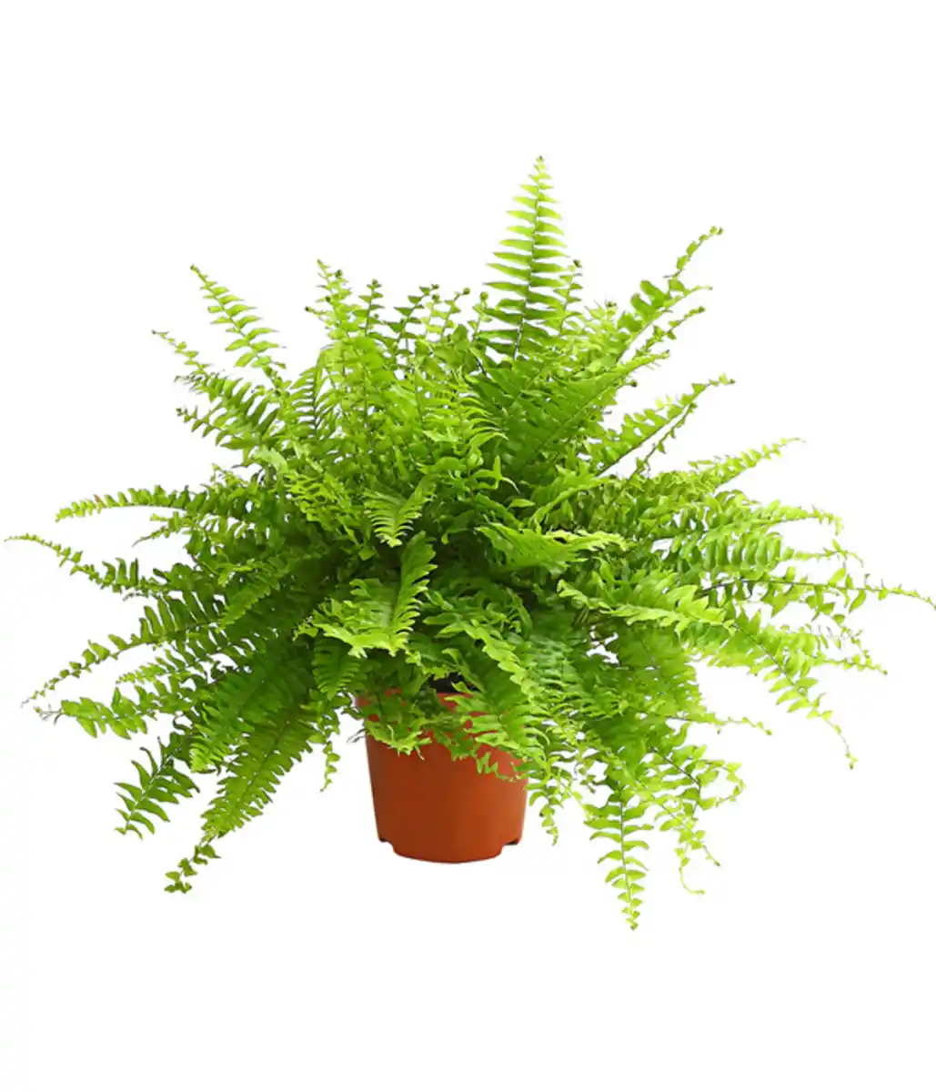 Bild 1 von Schwertfarn - Nephrolepis exaltata 'Sonata'