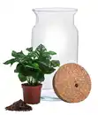 Bild 2 von Flaschengarten DIY SET Kaffeepflanze mit LED, 3-teilig, ca. Ø15cm/H23cm
