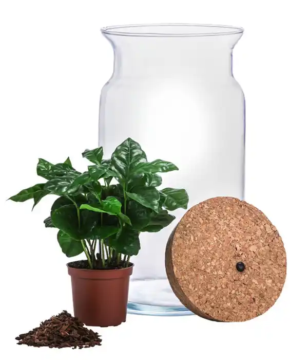Bild 2 von Flaschengarten DIY SET Kaffeepflanze mit LED, 3-teilig, ca. Ø15cm/H23cm