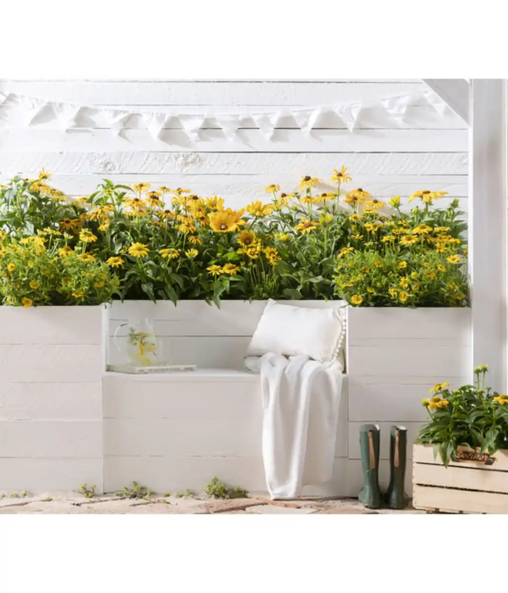 Bild 4 von Sonnenhut - Rudbeckia