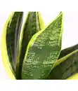 Bild 2 von Bogenhanf - Sansevieria trifasciata