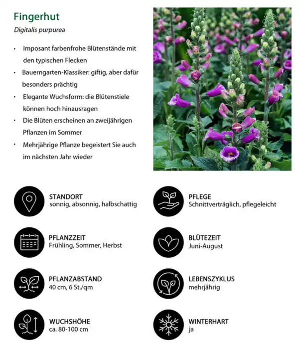 Bild 4 von Stauden-Set Schattengarten Rote Akzente, 12-teilig