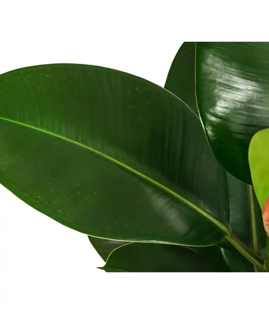 Bild 3 von Gummibaum - Ficus elastica 'Robusta', Hydrokultur