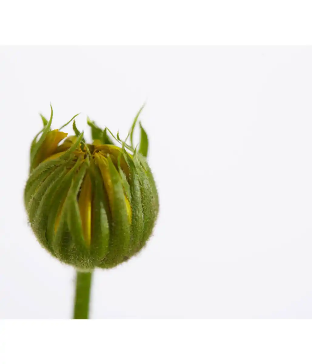 Bild 4 von Gämswurz - Gemswurz