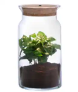 Flaschengarten DIY SET Kaffeepflanze mit LED, 3-teilig, ca. Ø15cm/H23cm