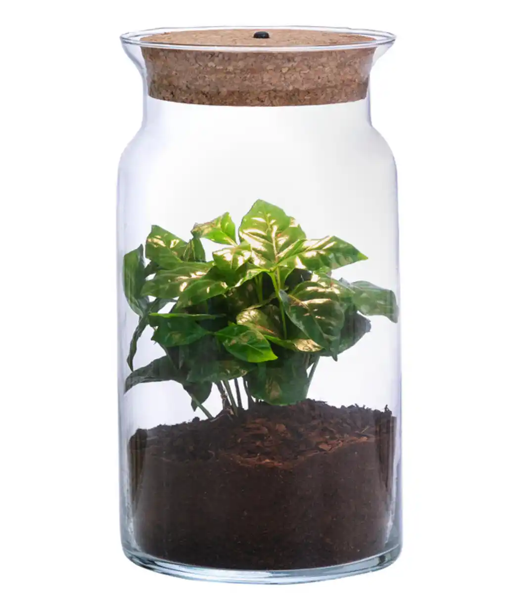 Bild 1 von Flaschengarten DIY SET Kaffeepflanze mit LED, 3-teilig, ca. Ø15cm/H23cm