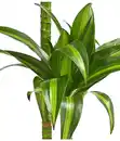 Bild 4 von Drachenbaum - Dracaena fragrans 'Hawaiian Sunshine'