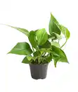 Bild 1 von Efeutute - Epipremnum aureum