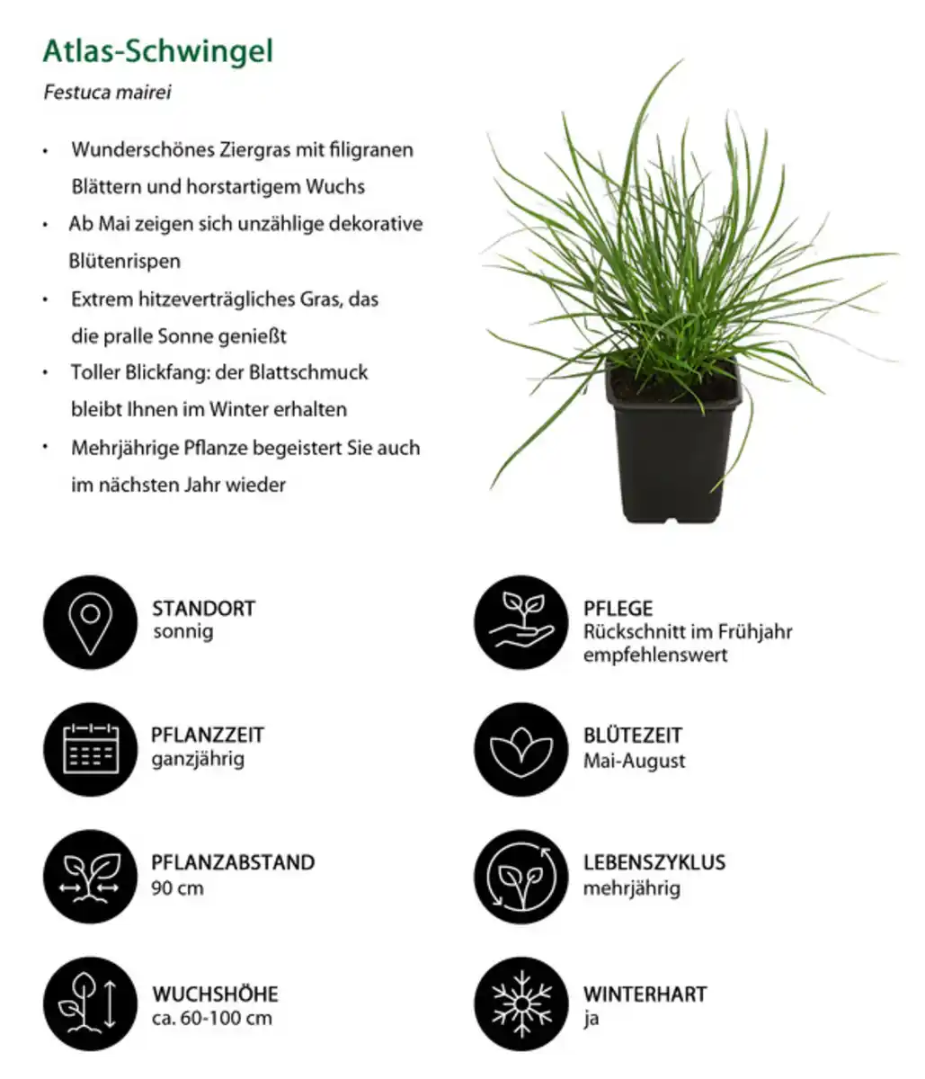 Bild 3 von Bodendecker Gräser-Set mit Blütenhighlight, 12-teilig