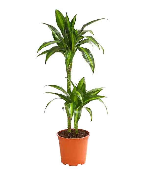 Bild 1 von Drachenbaum - Dracaena fragrans 'Hawaiian Sunshine'