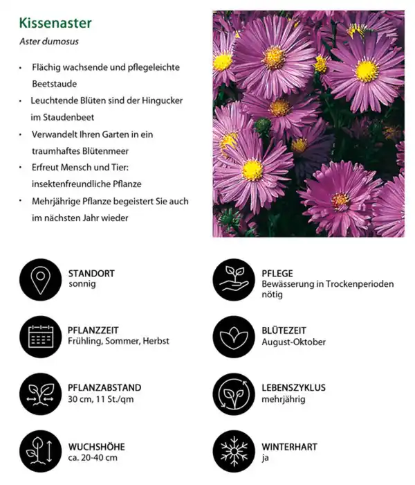 Bild 3 von Stauden-Set Insektenparadies Biene, 12-teilig
