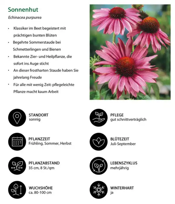 Bild 4 von Stauden-Set Insektenparadies Biene, 12-teilig