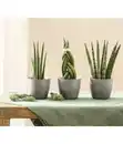 Bild 3 von Mini Bogenhanf-Set - Sansevieria cylindrica, 3-teilig