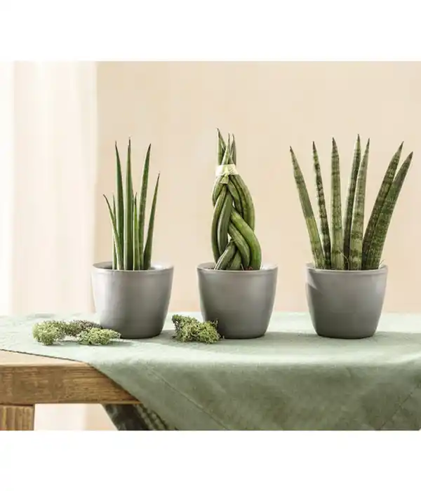 Bild 3 von Mini Bogenhanf-Set - Sansevieria cylindrica, 3-teilig