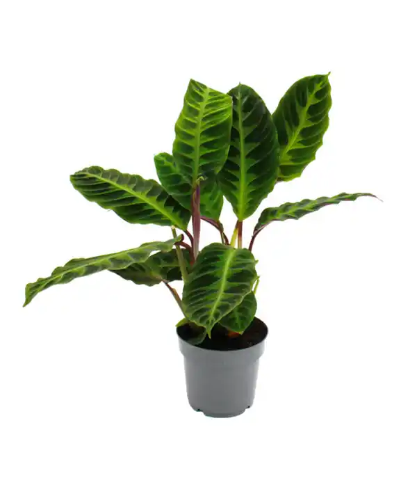 Bild 1 von Korbmarante - Calathea warscewiczii