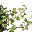 Bild 2 von Drahtstrauch - Muehlenbeckia complexa 'Pink Camouflage'