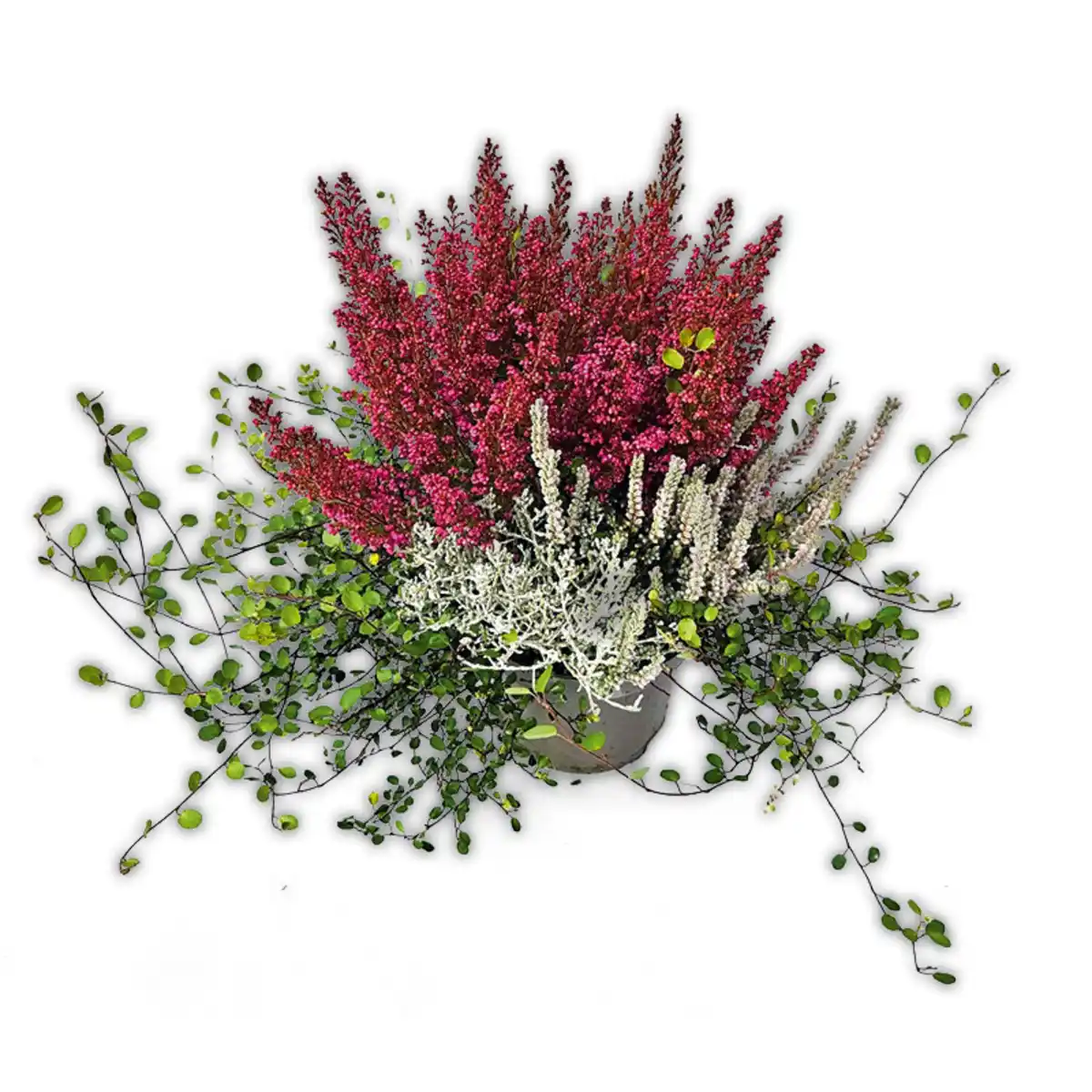 Bild 2 von Herbst Feuer Quattro