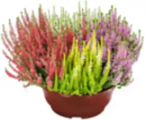 Calluna Quattro Schale