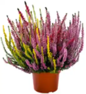 Calluna Quattro