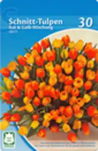 Schnitt-Tulpen versch. Sorten