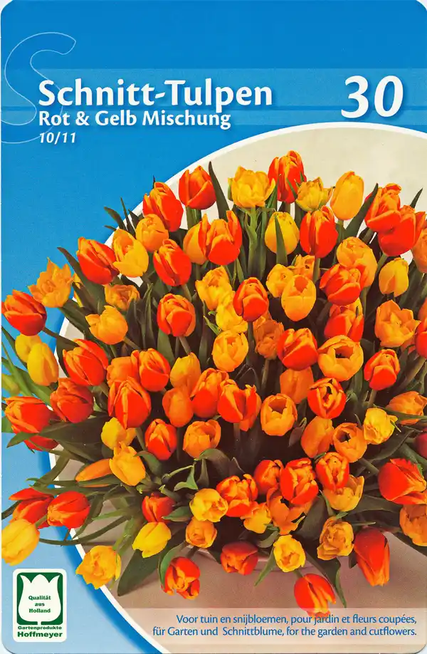 Bild 1 von Schnitt-Tulpen versch. Sorten