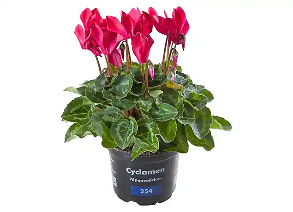 Bild 1 von Cyclamen „Alpenveilchen“ 12cm Topf