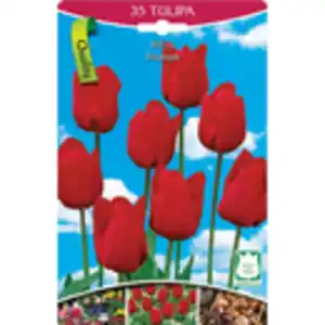 Tulpen rot  35 Stk. Tulpen rot Gr. 10/11