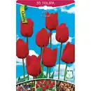 Bild 1 von Tulpen rot  35 Stk. Tulpen rot Gr. 10/11