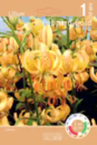 Lilie 'Martagon'  versch. Sorten