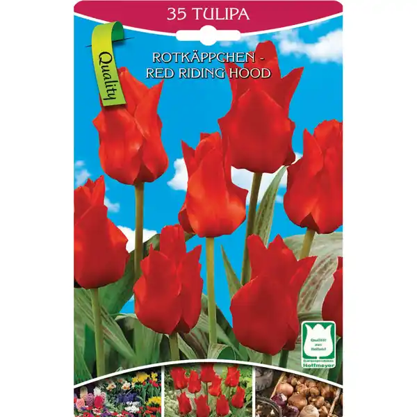 Bild 1 von Tulpen Rotkäppchen  35 Stk. Tulpen Rotkäppchen Gr. 10/11