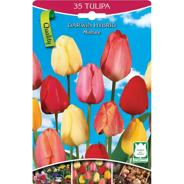 Bild 1 von Tulpen hohe Mischung