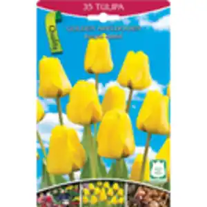 Tulpen gelb 35 Stk. Tulpen gelb Gr. 10/11