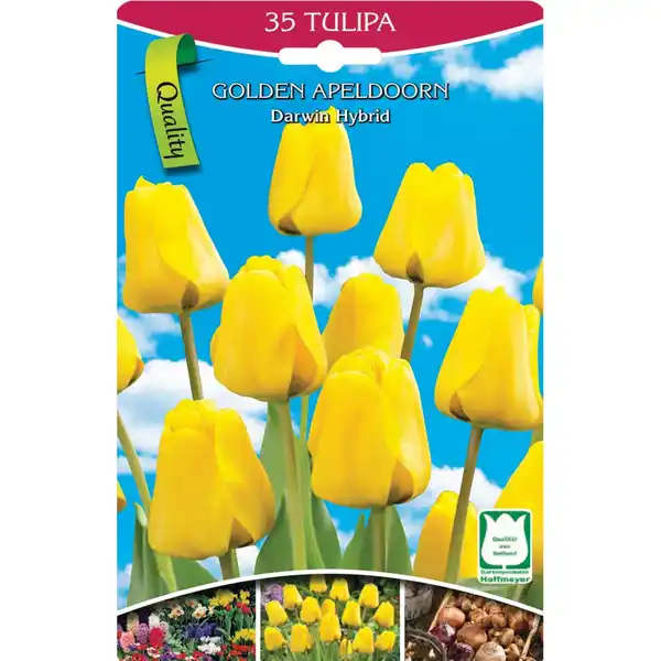 Bild 1 von Tulpen gelb 35 Stk. Tulpen gelb Gr. 10/11