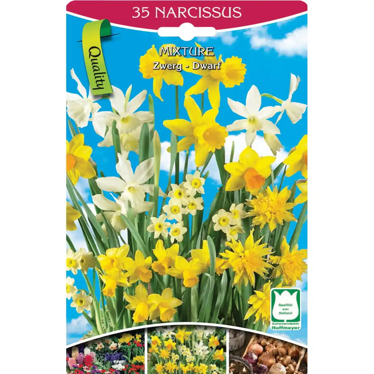 Bild 1 von Zwergnarzissen  35 Stk. Zwergnarzissen Gr. 8/10