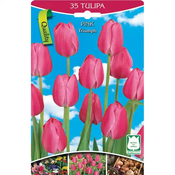 Bild 1 von Tulpen rosa 35 Stk. Tulpen rosa Gr. 10/11