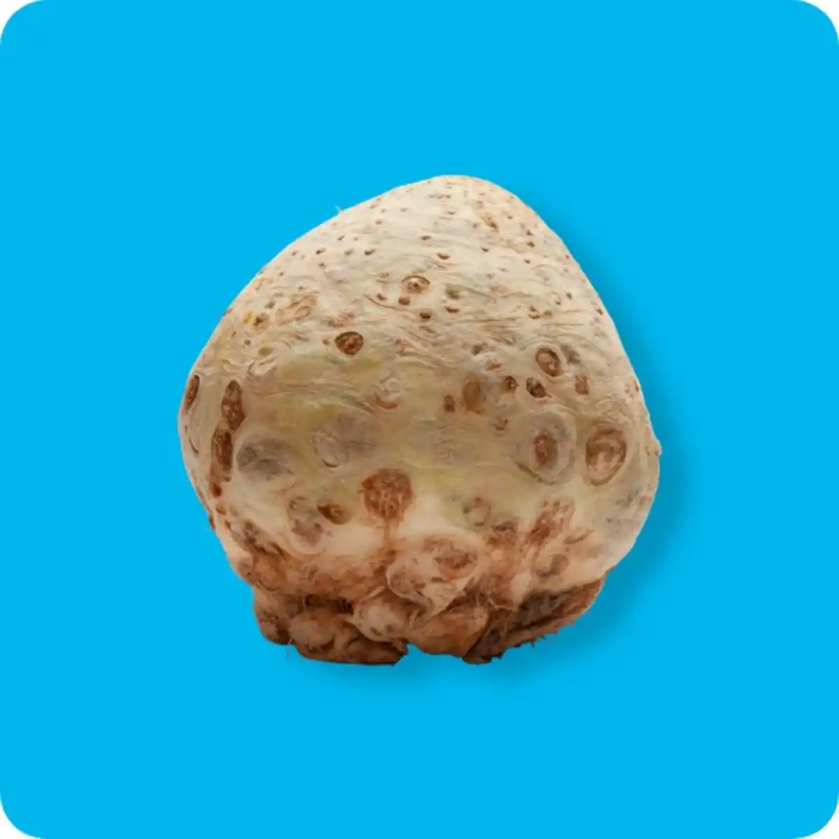 Bild 1 von   Knollensellerie, Ursprung: Deutschland