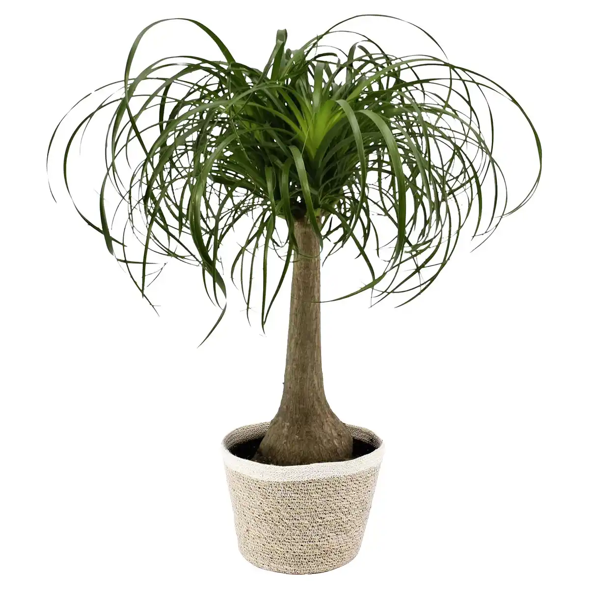 Bild 1 von GARDENLINE Elefantenfuß oder Bogenhanf