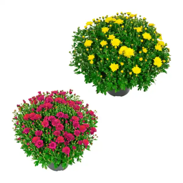 Bild 1 von GARDENLINE Bauernchrysantheme