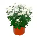 Bild 4 von GARDENLINE Chrysantheme