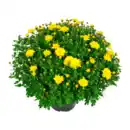 Bild 2 von GARDENLINE Bauernchrysantheme