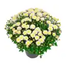 Bild 3 von GARDENLINE Bauernchrysantheme