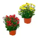 Bild 1 von GARDENLINE Chrysantheme