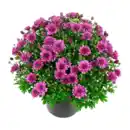 Bild 4 von GARDENLINE Bauernchrysantheme