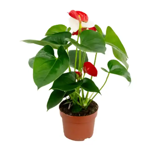 Bild 2 von GARDENLINE Anthurie