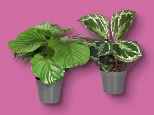 Bild 1 von Calathea-Mix